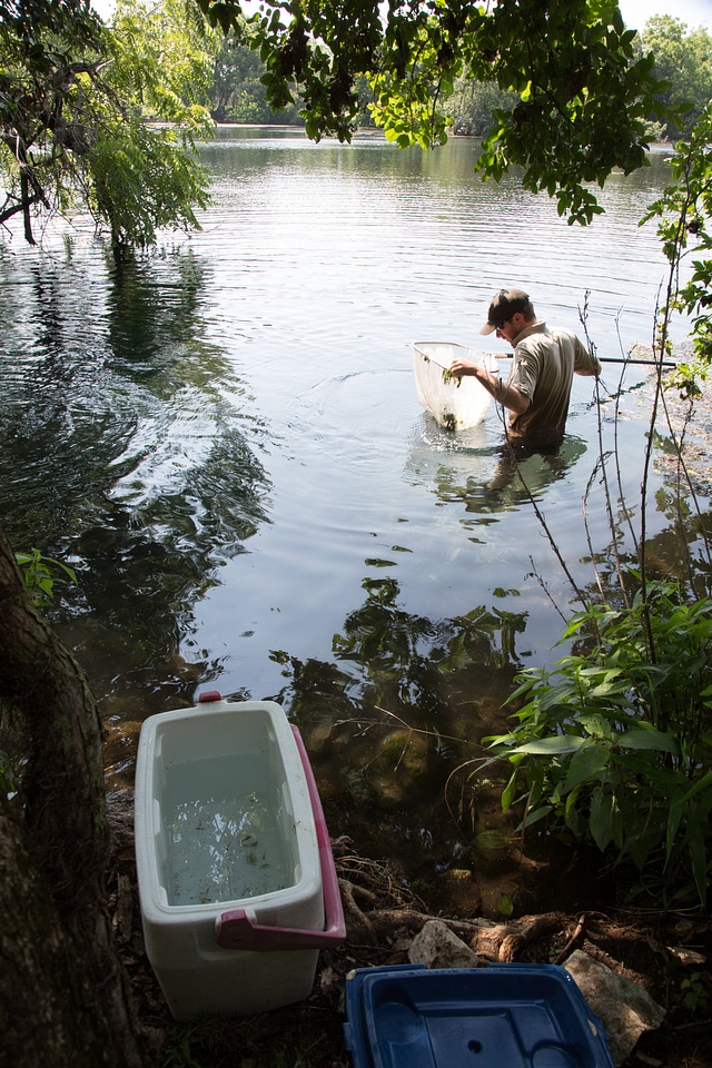 Biologists search for Fountain Darter-1