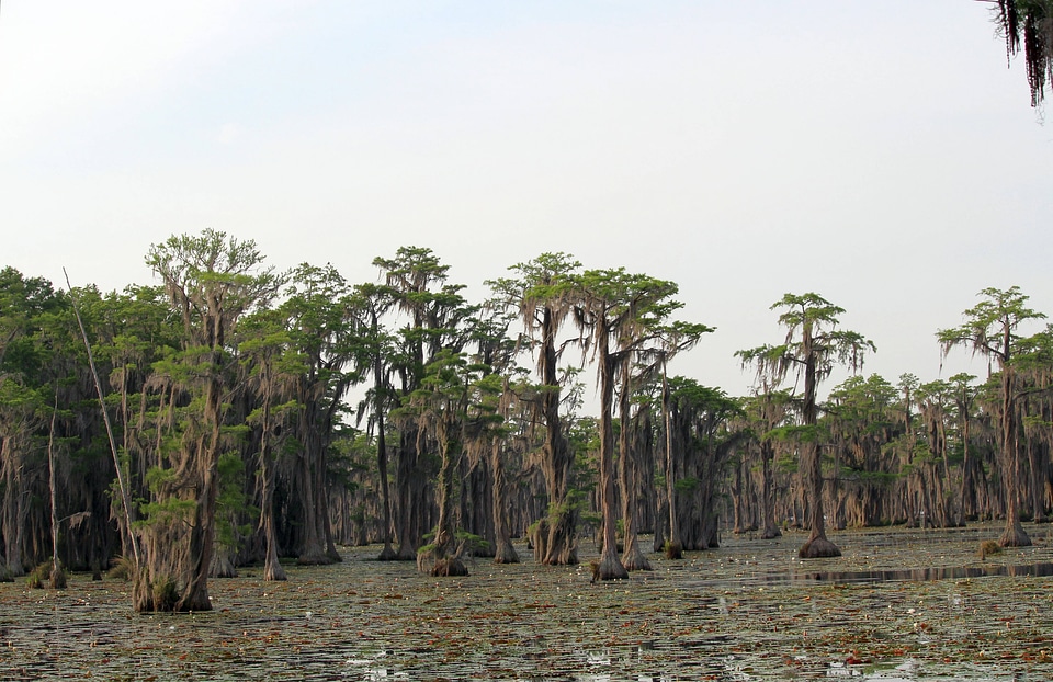 Moss-draped cypress trees ringed with water lilies