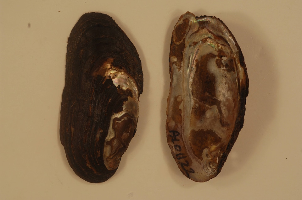 Elliptio arctata-3