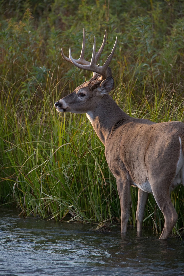 White-tailed buck in Mission Creek