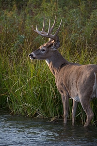 White-tailed buck in Mission Creek