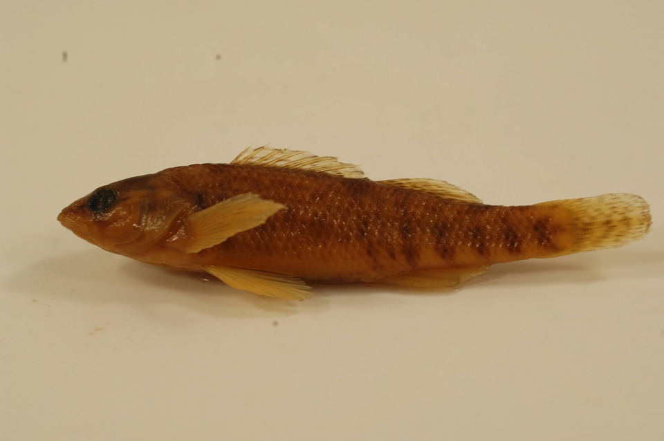Etheostoma caeruleum-1