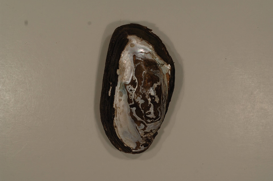 Elliptio complanata (outside)-3