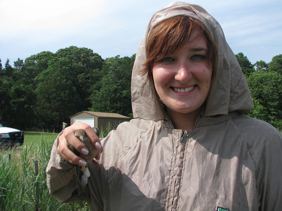 Mourning dove banding-2