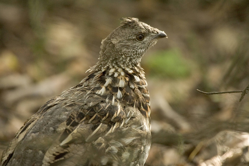 Sharp-tailed grouse