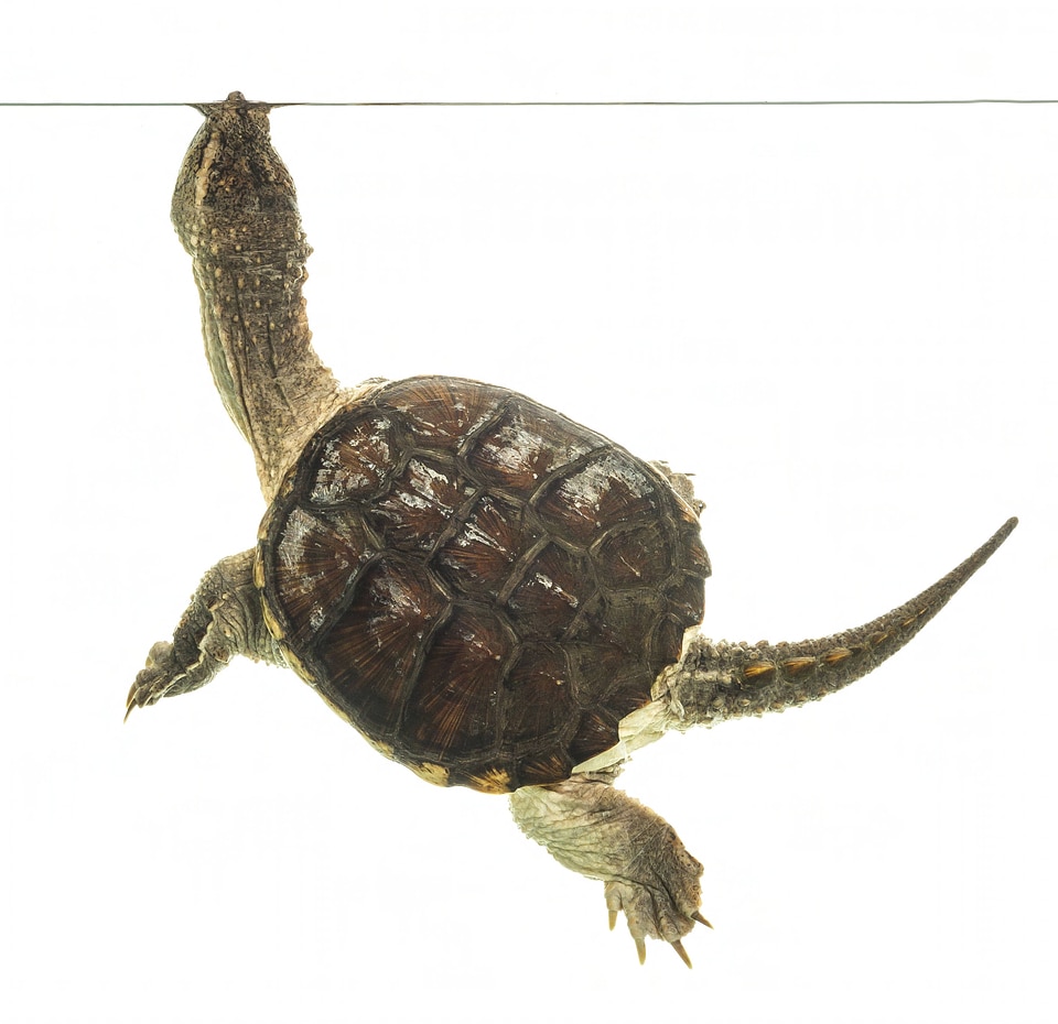 Common snapping turtle