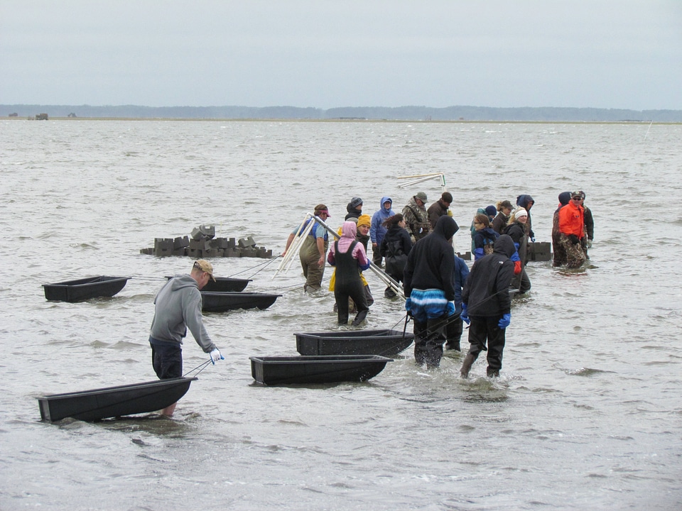 Refuge staff and volunteers and The Nature Conservancy volunteers build oyster castles-1