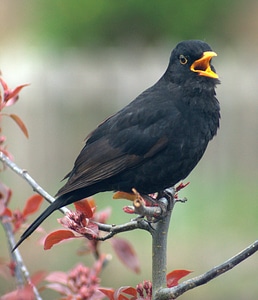 Crowing calling morning