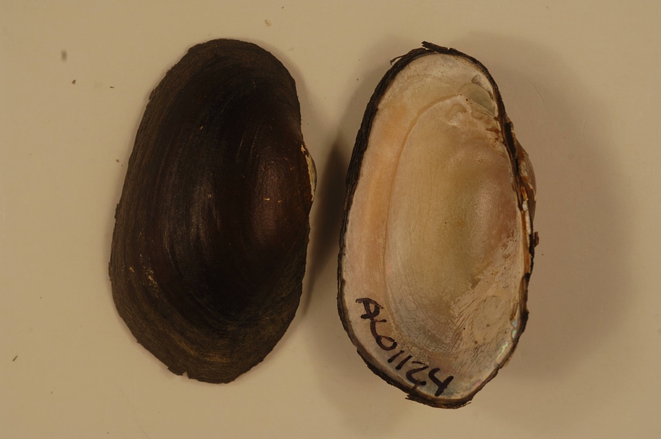 Villosa umbrans-2