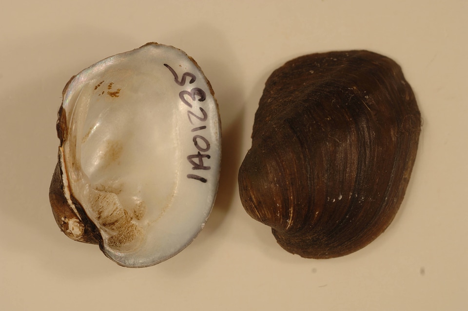 Amblema plicata-5