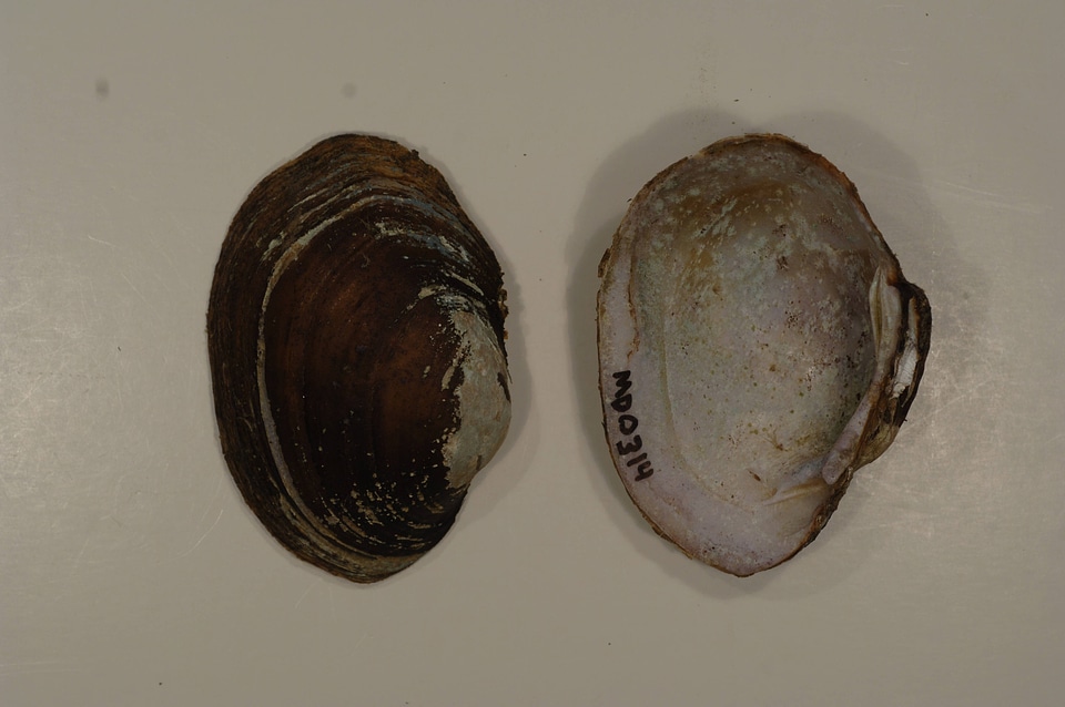 Lampsilis sp.-1