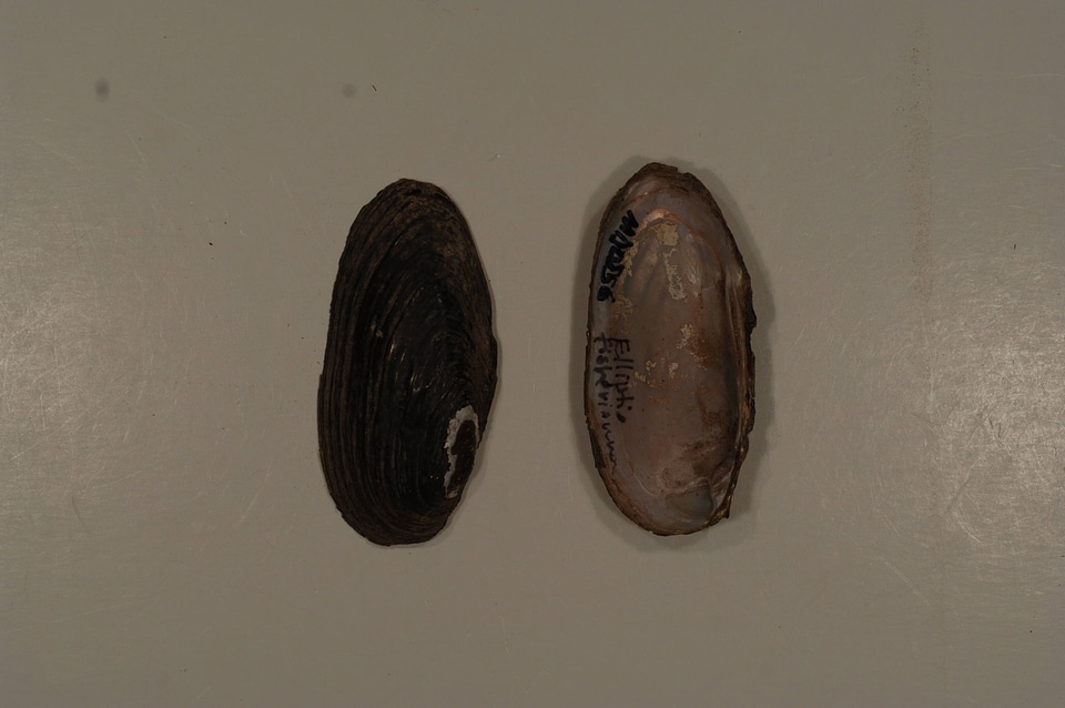 Elliptio fisheriana