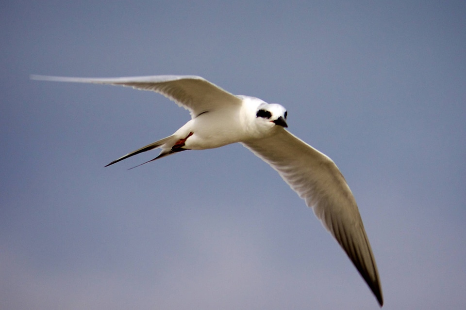Common Tern in flight