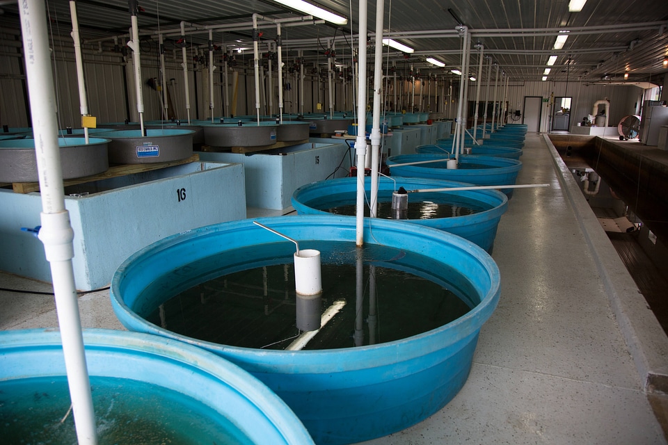 Round hatchery tanks-1