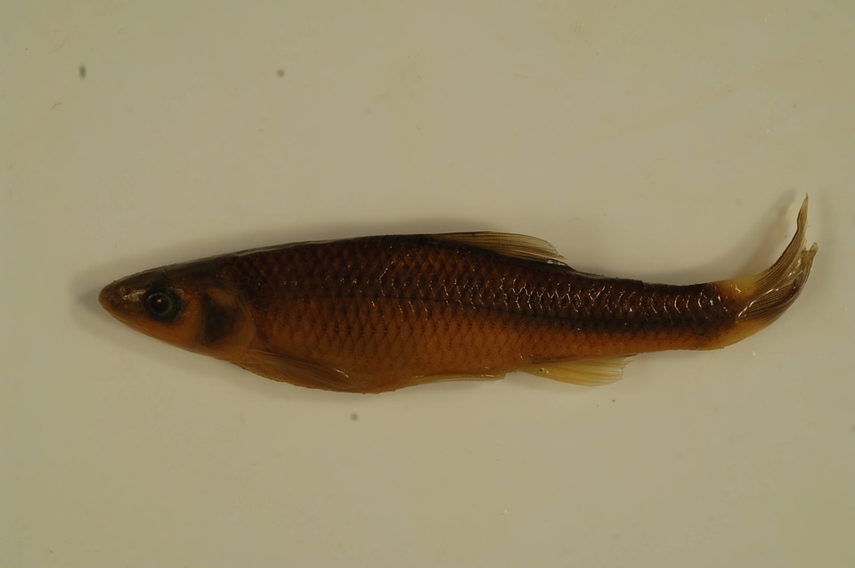 Cyprinella galactura