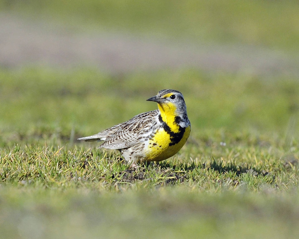 Western meadowlark-2