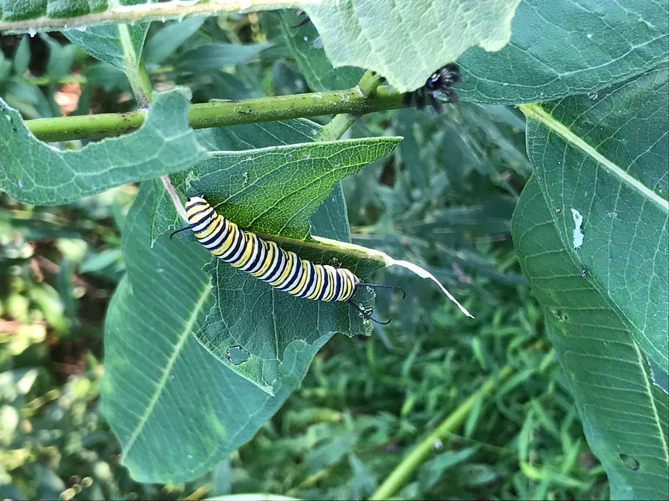 Monarch caterpillar on milkweed