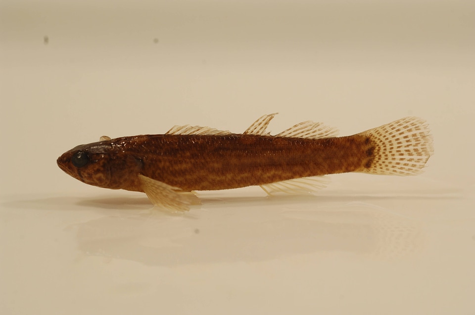 Etheostoma kennicotti