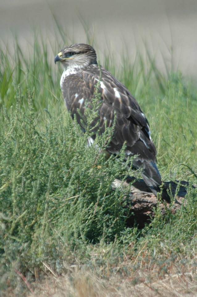 Ferruginous hawk-1