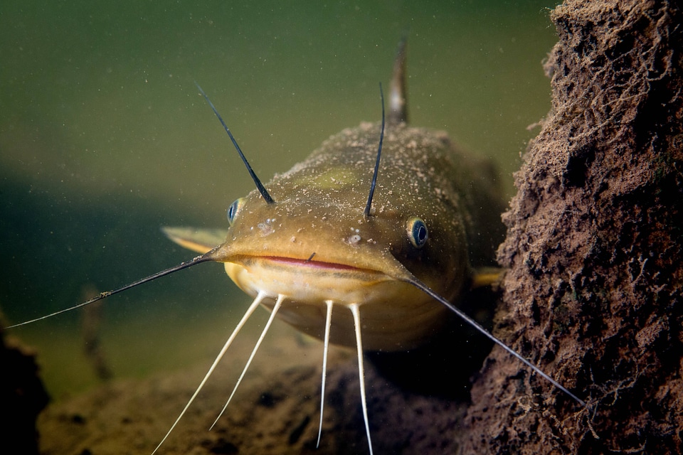 Yellow bullhead catfish-1