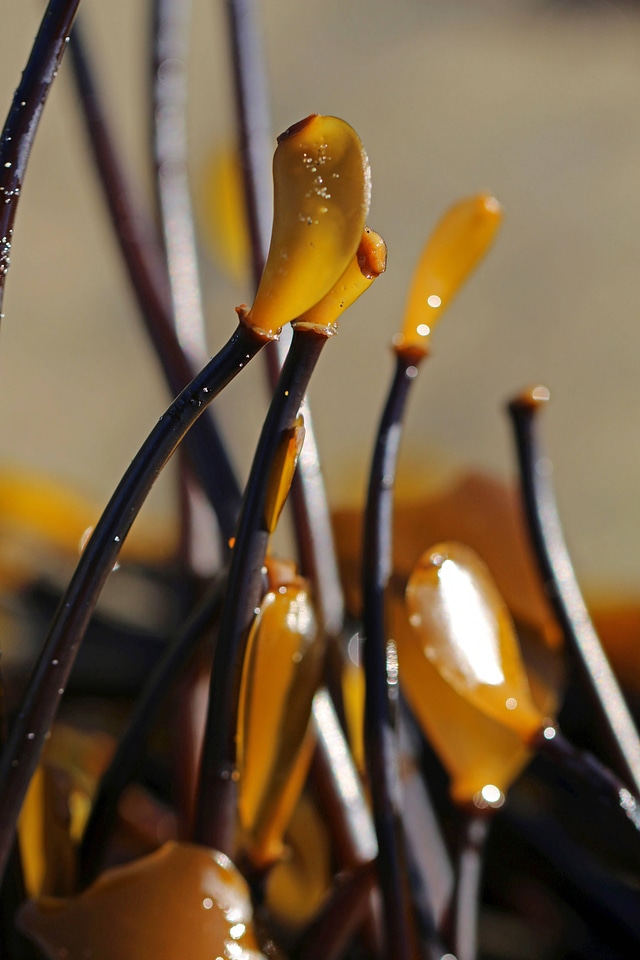 Stiff-stiped kelp-2