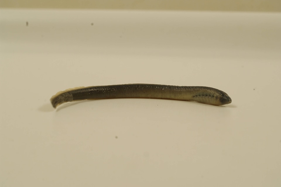 Entosphenus tridentatus-1
