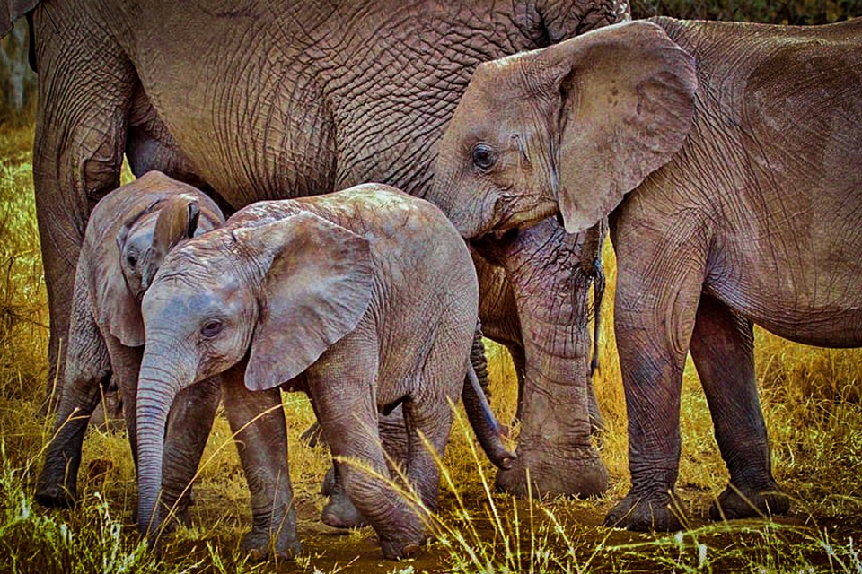 Animal mammals wildlife