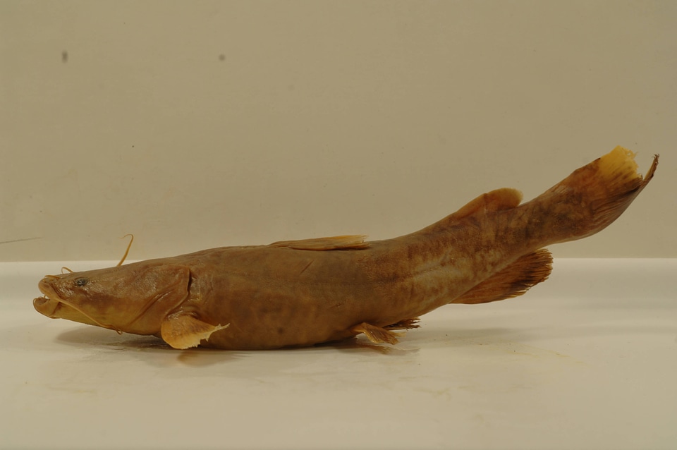 Pylodictis olivaris-2