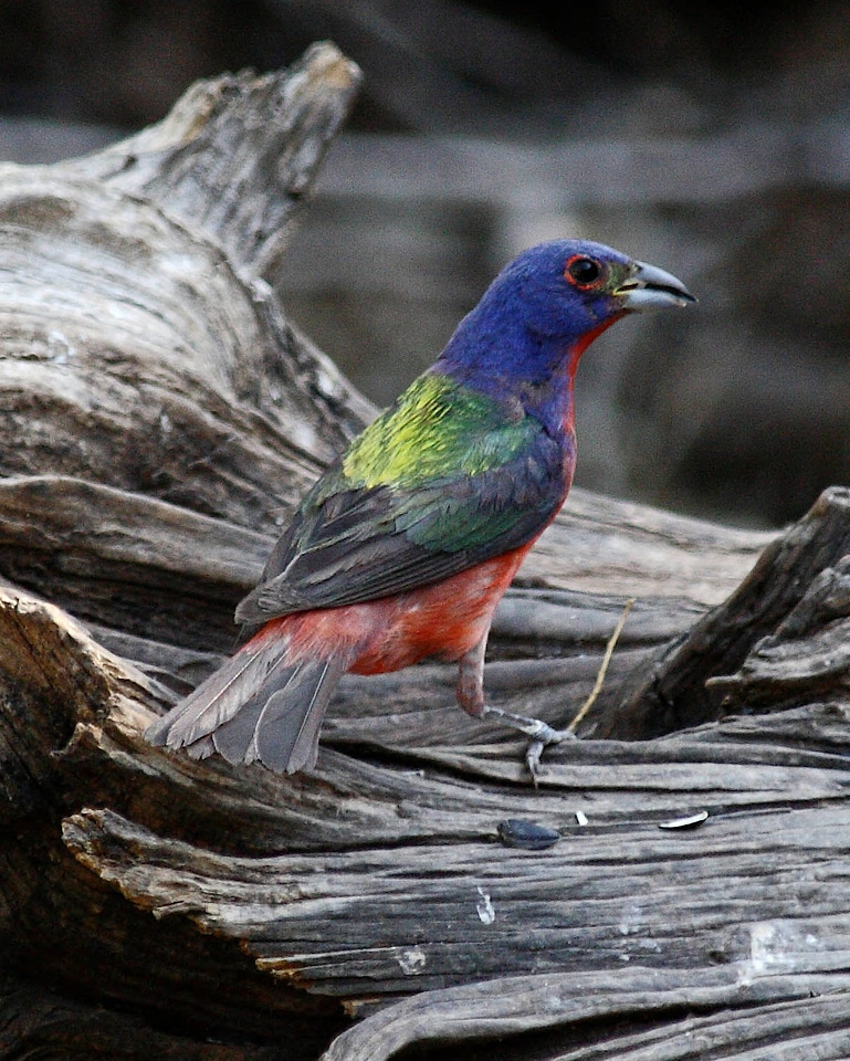Painted bunting on driftwood