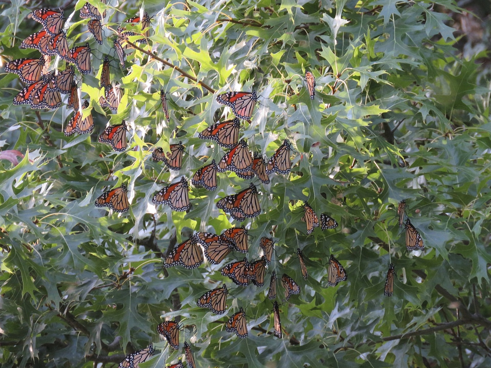 Monarchs resting on a branch