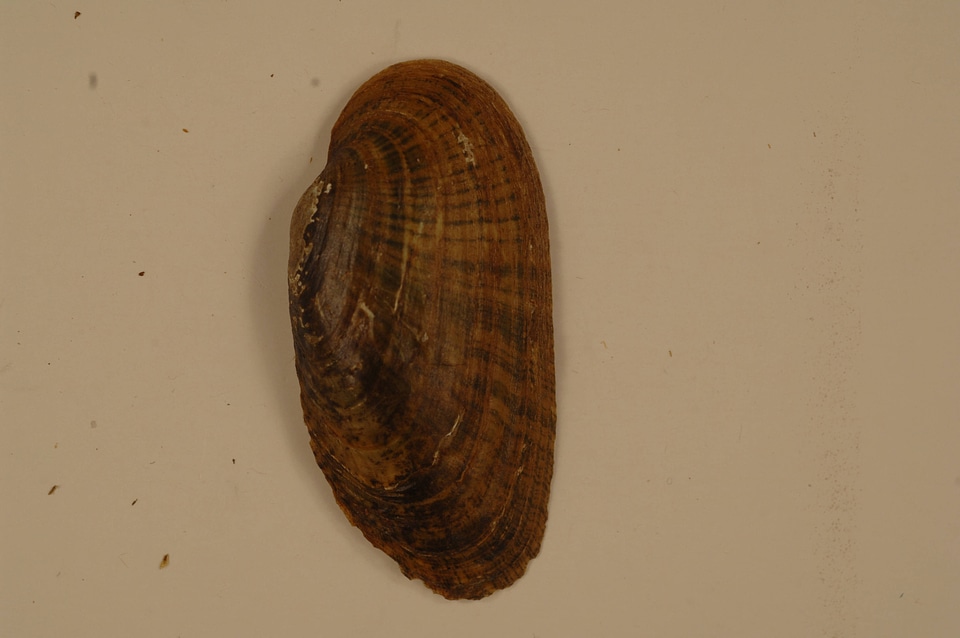 Medionidus conradicus (outside)