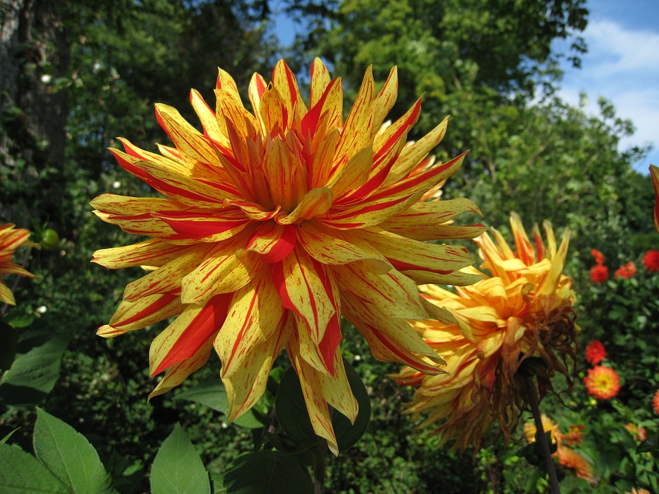 Yellow orange foliage