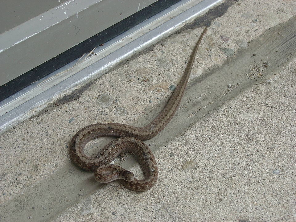 Brown snake at Neal Smith National Wildlife Refuge