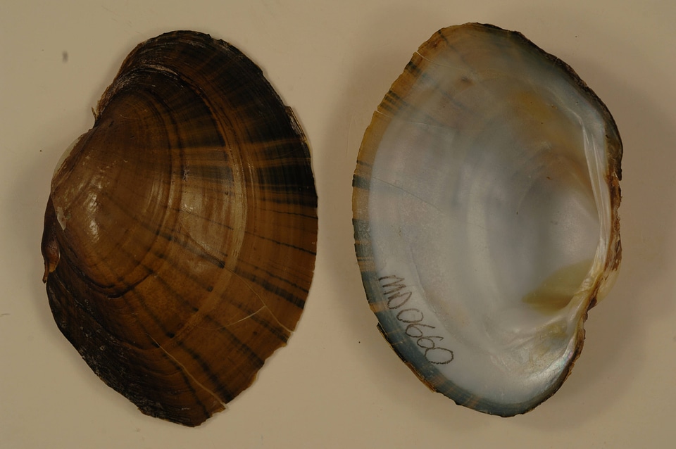 Lampsilis cardium-1