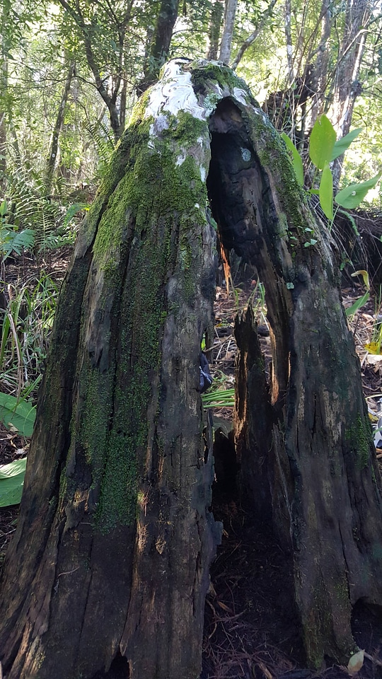 Cypress knee