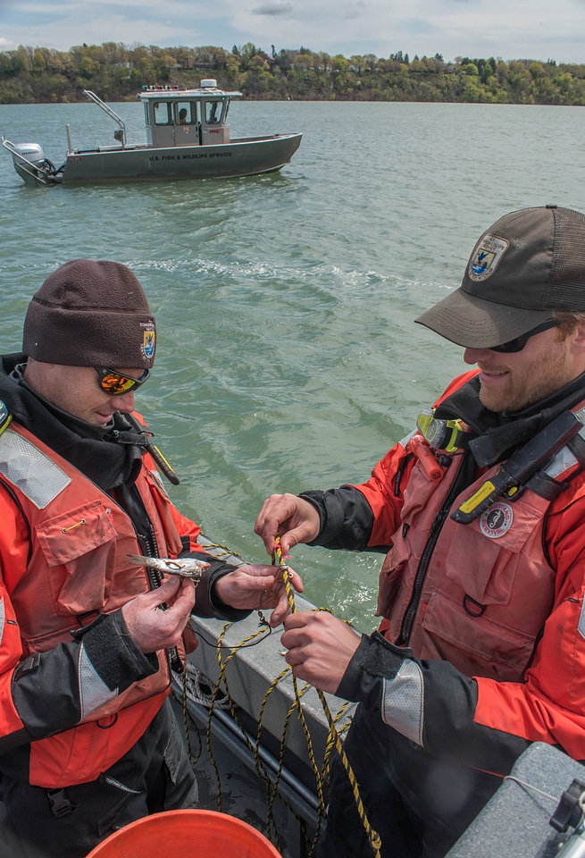 USFWS Fisheries crew baiting lines for lake sturgeon-1