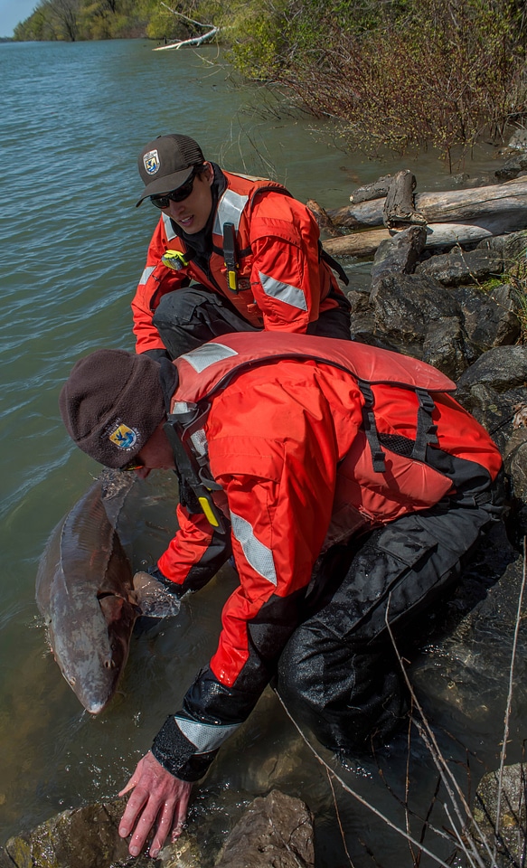 USFWS Fisheries workers releasing lake sturgeon-1
