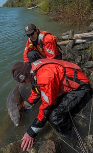 USFWS Fisheries workers releasing lake sturgeon-1