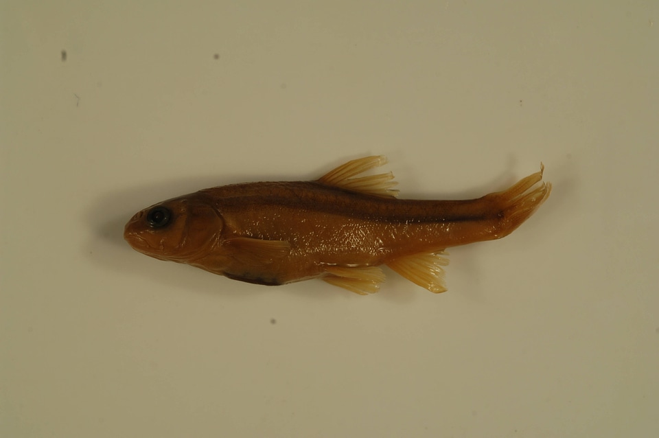 Agosia chrysogaster