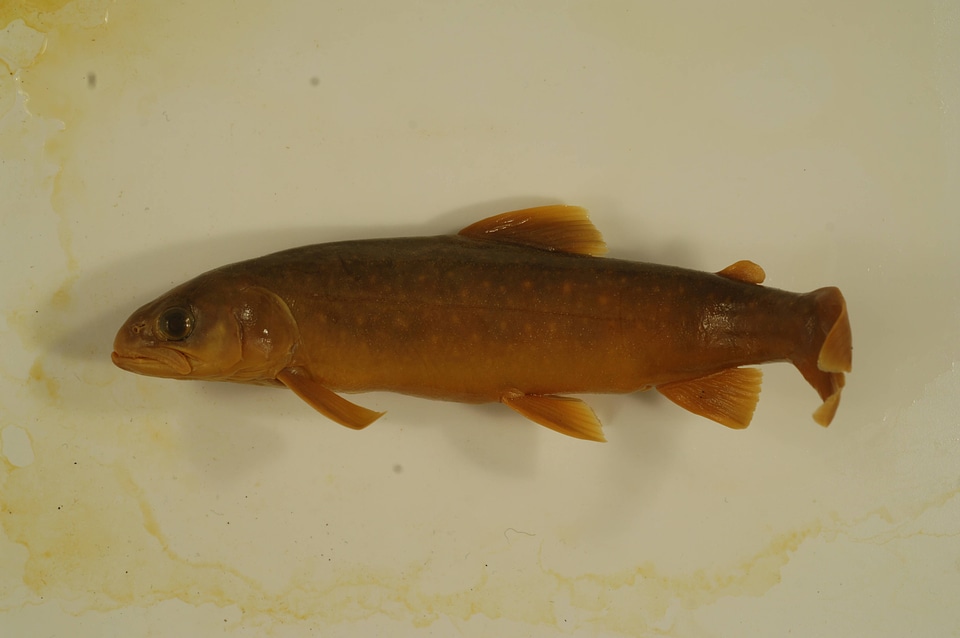 Salvelinus alpinus