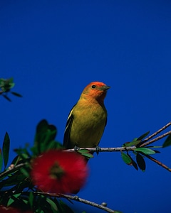 Western tanager-5 photo