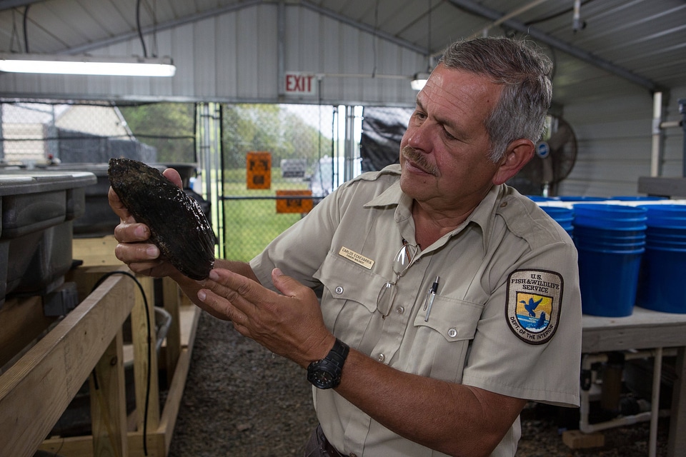 FWS biologist holds a purple bankclimber freshwater mussel-1