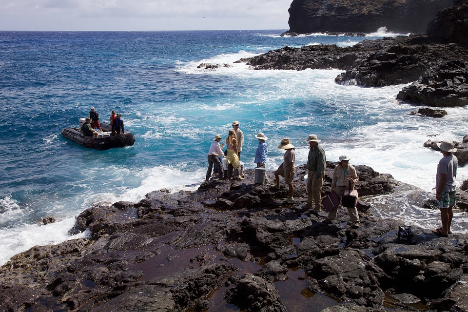Nihoa Millerbird Translocation-1