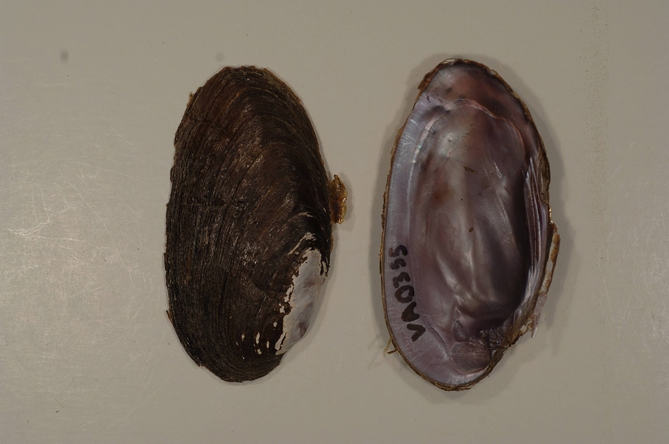 Elliptio dilatata-1