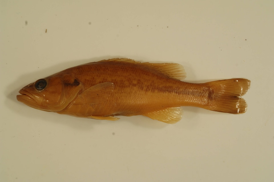 Micropterus punctulatus-2