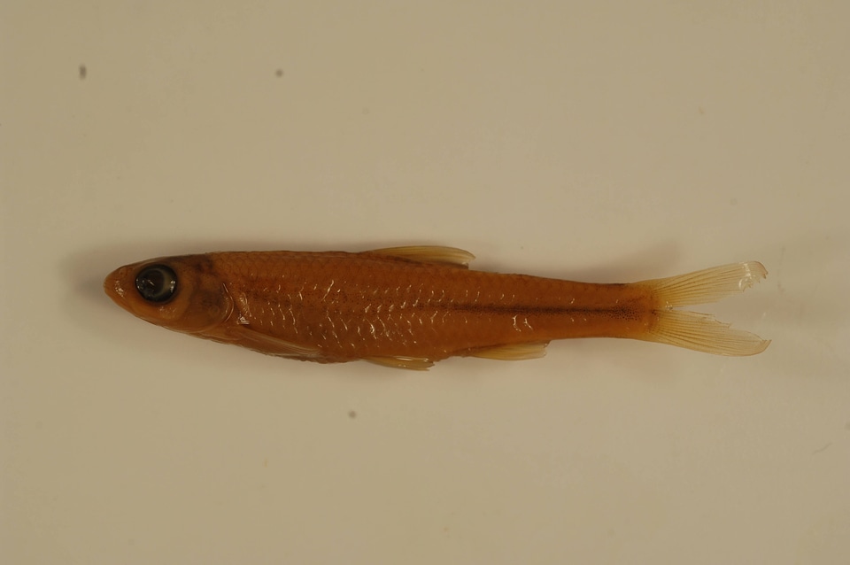 Notropis stramineus-2