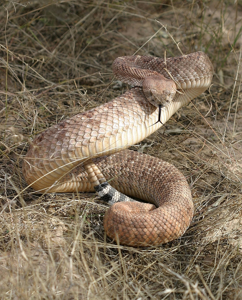 Coiled Western Diamondback Rattlesnake