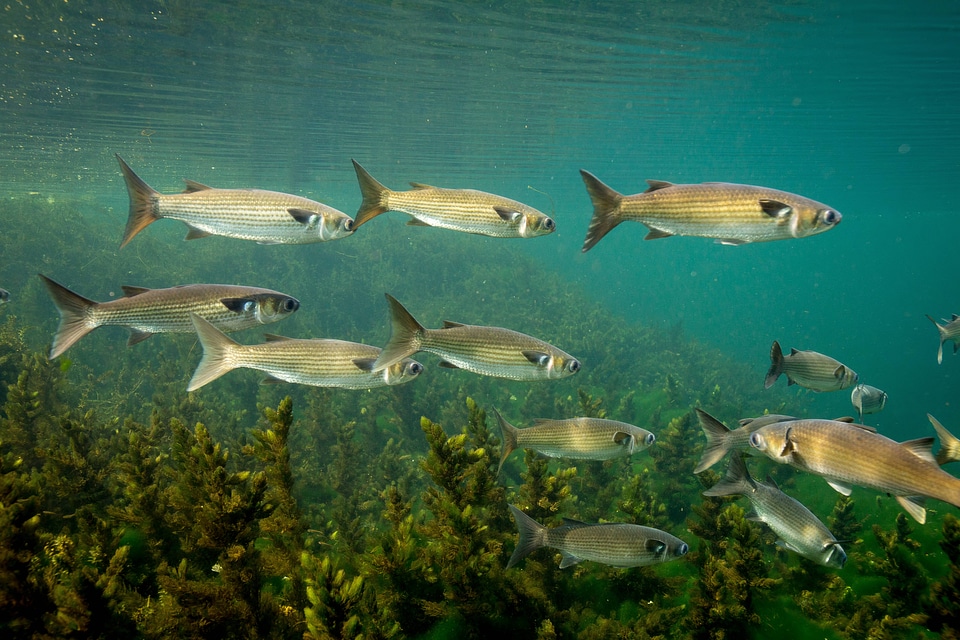 Striped mullet school swims over vegetation-1