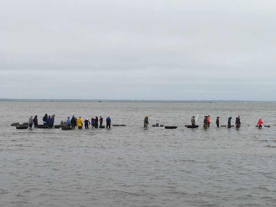 Refuge staff and volunteers and The Nature Conservancy volunteers build oyster castles-1