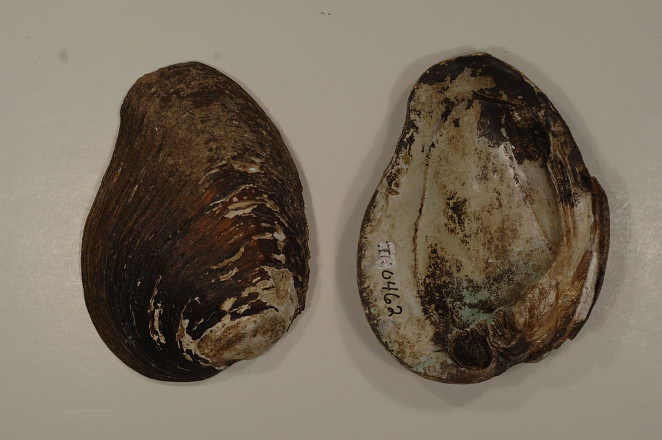 Fusconaia subrotunda